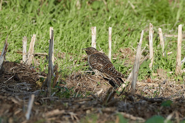 Common cuckoo (Cuculus canorus)