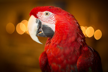 Greenwinged macaw pet parrot inside home with lights in background