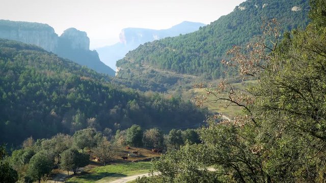 Les Guilleries, Catalonia / Spain. A herd of cows at Les Guilleries Natural Park 
