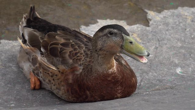 Close up Dubbling Duck resting