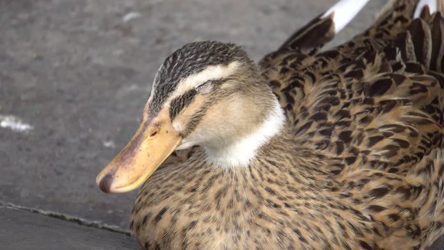 Close up Dubbling Duck resting