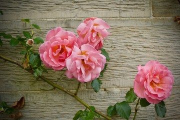 Pink roses against stone wall