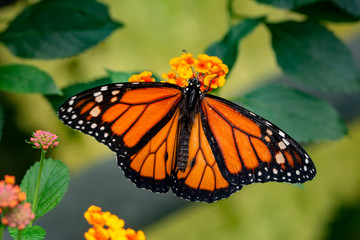 Monarch, Danaus plexippus is a milkweed butterfly (subfamily Danainae) in the family Nymphalidae