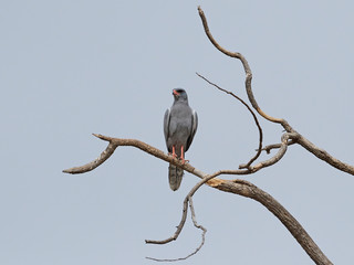 Dark chanting goshawk (Melierax metabates)