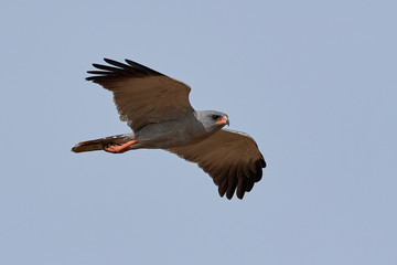 Dark chanting goshawk (Melierax metabates)