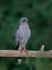 Dark chanting goshawk (Melierax metabates)