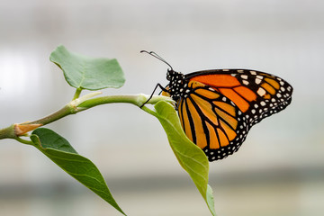 Monarch, Danaus plexippus is a milkweed butterfly (subfamily Danainae) in the family Nymphalidae