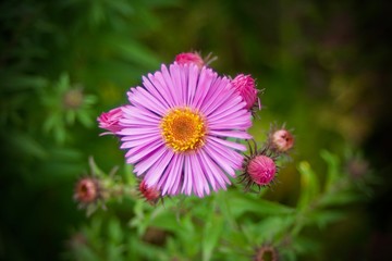 Single soft pink flower with pink buds