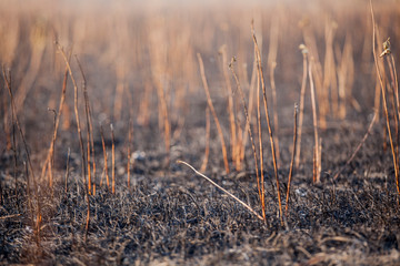 Obraz premium cane field after fire background