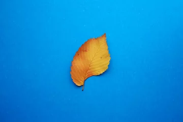 Fotobehang Autumn leaf on a blue background © Kristina