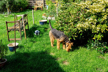 Airdale Terrier in the Garden 3