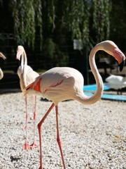 Flamingos in summer beach