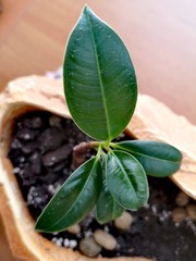 plant on wooden table