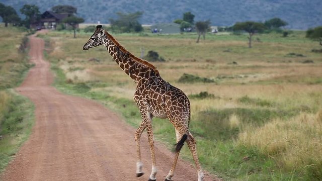 Young giraffe crosses the road. Kenya. Tanzania. National Park. Serengeti. Maasai Mara.