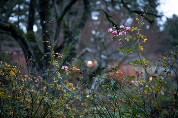Flowers shallow depth of field pink and purple 
