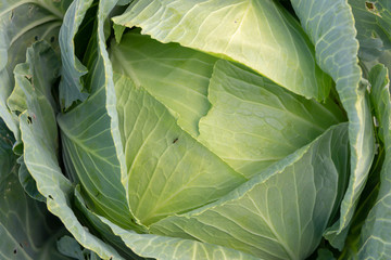 A ripe head of green cabbage grows in the garden. Top view.
