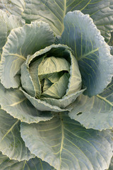 Obraz premium Ovary of green cabbage grows in the garden. Top view.