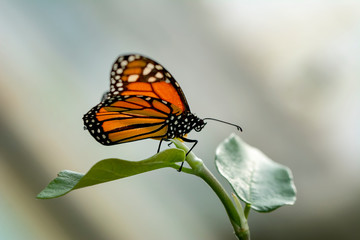 Obraz premium Monarch, Danaus plexippus is a milkweed butterfly (subfamily Danainae) in the family Nymphalidae