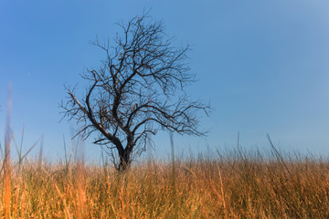 Dead tree in the field sunny day