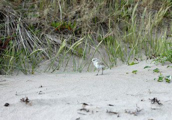 Dotterel Maoriregenpfeifer Neuseeland