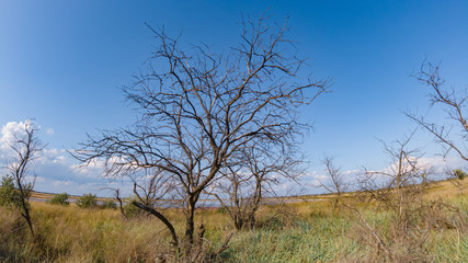 Dead tree in the field sunny day