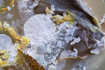 The surface of spoiled products is infected with mold