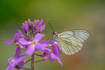 Beautiful Black-Veined White butterfly (Aporia crataegi), on pink flower. White butterfly. Blurry green background. Precious white butterfly in Summer garden.