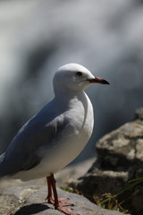 Möwe Vogel im Portrait