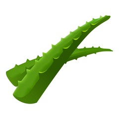 Aloe vera leafs icon. Cartoon of aloe vera leafs vector icon for web design isolated on white background