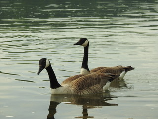 Gans auf dem See