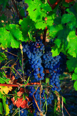 Bunch of black muscat grapes on a vine with leaves. Ripe fruit for the harvest.