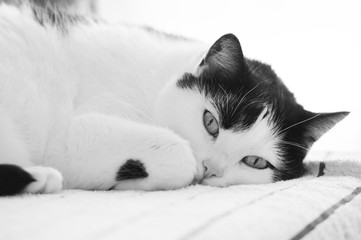 Schwarz-weiße Katze liegt faul herum
