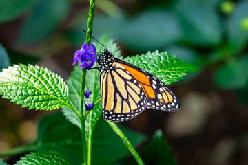 Monarch, Danaus plexippus is a milkweed butterfly (subfamily Danainae) in the family Nymphalidae