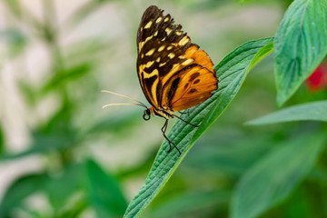Monarch, Danaus plexippus is a milkweed butterfly (subfamily Danainae) in the family Nymphalidae