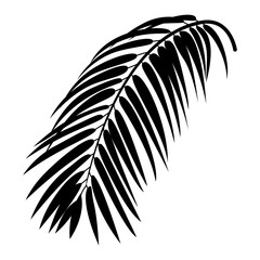 Fototapeta premium Tropical palm vector monochromatic illustration