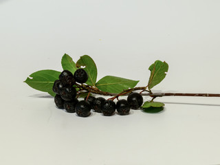 black chokeberry berries on a light background
