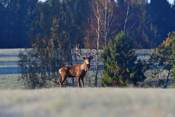 Deer stag defending his herd of female in pairing season