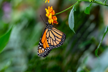 Monarch, Danaus plexippus is a milkweed butterfly (subfamily Danainae) in the family Nymphalidae