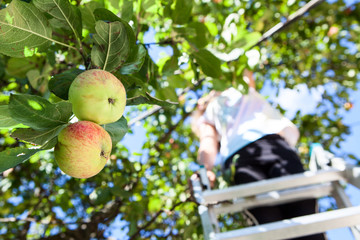 Two ripe apples hanging on branch, a female farmer picking apples from tree while standing on step ladder © Kekyalyaynen