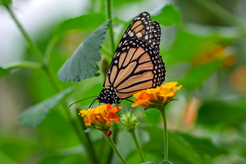 Monarch, Danaus plexippus is a milkweed butterfly (subfamily Danainae) in the family Nymphalidae