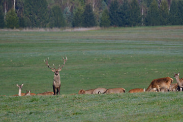 Portrait of deer stag head with antler on the horizon 