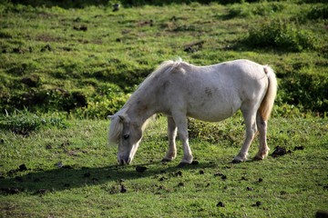 Naklejka na ściany i meble small white horse grazing