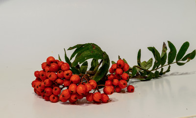 beautiful, healthy and juicy mountain ash on a light background