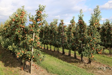 Apple plantation fruit-growing area Altes Land in Germany