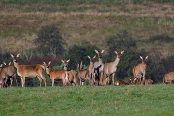 Naklejka na ściany i meble Deer stag defending his herd of female in pairing season