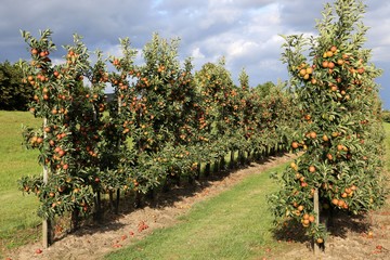 Fototapeta na wymiar Apple plantation fruit-growing area Altes Land in Germany