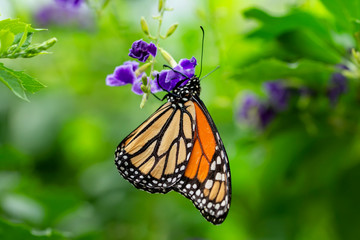 Monarch, Danaus plexippus is a milkweed butterfly (subfamily Danainae) in the family Nymphalidae