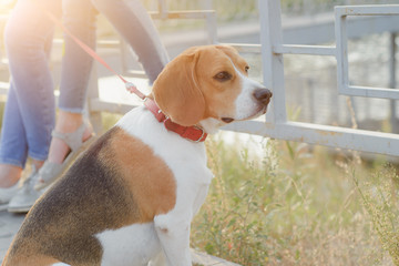 pet beagle dog sitting tied on a leash