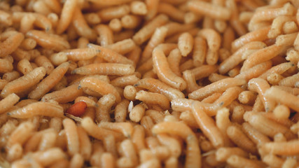 Maggots background close up macro shot. Pest invasion. Fly larvae