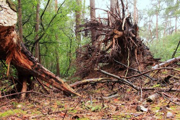 die Wildnis